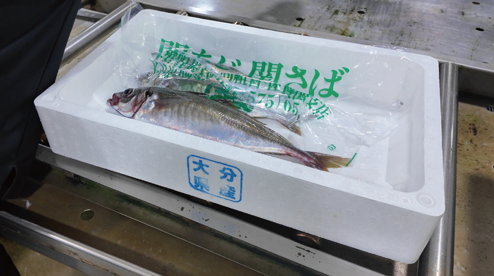 重さ当てクイズで計量された関あじ