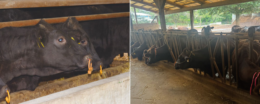 朝地町で飼育されている牛と牛舎の様子
